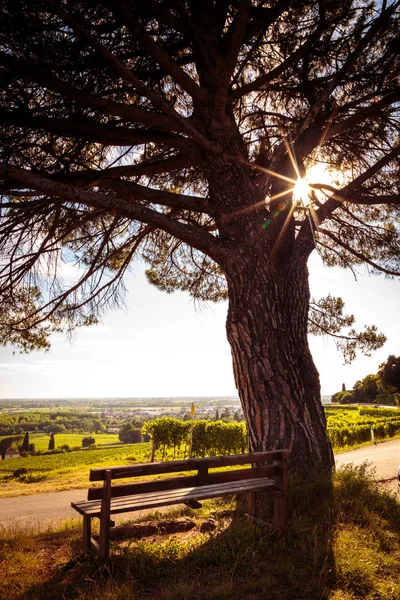 Grapevine pole v italském venkově — Stock fotografie