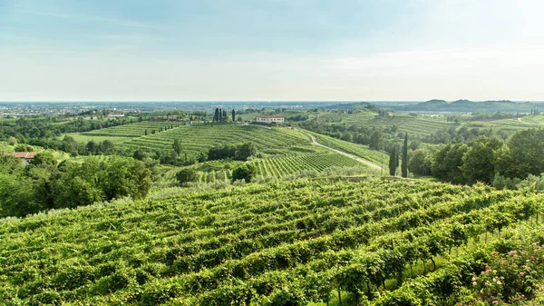 在夏天的一天，意大利的 Collio 葡萄园 — 图库照片