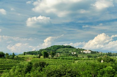 Rosazzo üzüm bağları gün batımı