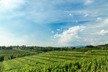 Rosazzo üzüm bağları gün batımı