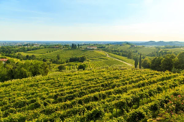 Puesta de sol en los viñedos de Rosazzo — Foto de Stock