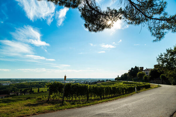 виноградное поле в итальянской сельской местности
