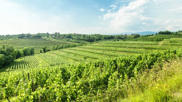 Tramonto nei vigneti di Rosazzo — Foto Stock