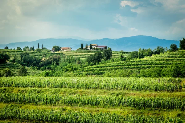 Tramonto nei vigneti di Rosazzo — Foto Stock