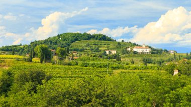 Rosazzo üzüm bağları gün batımı