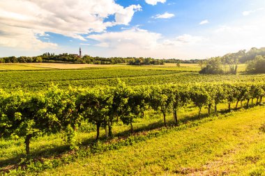 Friuli Venezia Giulia üzüm bağları gün batımı