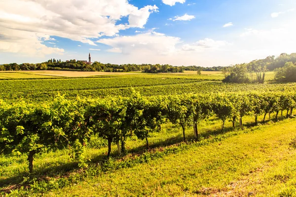 Tramonto nei vigneti del Friuli Venezia Giulia — Foto Stock