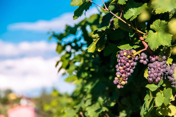 Solnedgång i vingårdarna i Friuli Venezia Giulia — Stockfoto