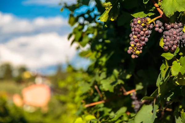 Solnedgång i vingårdarna i Friuli Venezia Giulia — Stockfoto