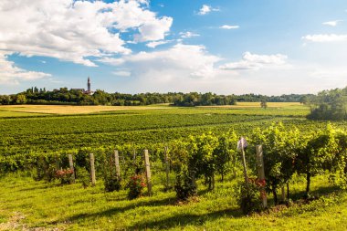 Friuli Venezia Giulia üzüm bağları gün batımı