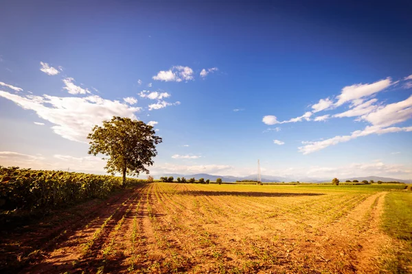 Solrosor fält i en sommardag — Stockfoto