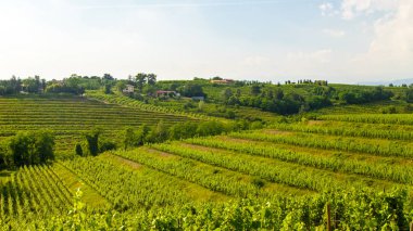 Rosazzo üzüm bağları gün batımı