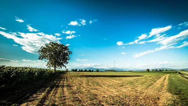 Bir yaz günü ayçiçekleri alanı — Stok fotoğraf