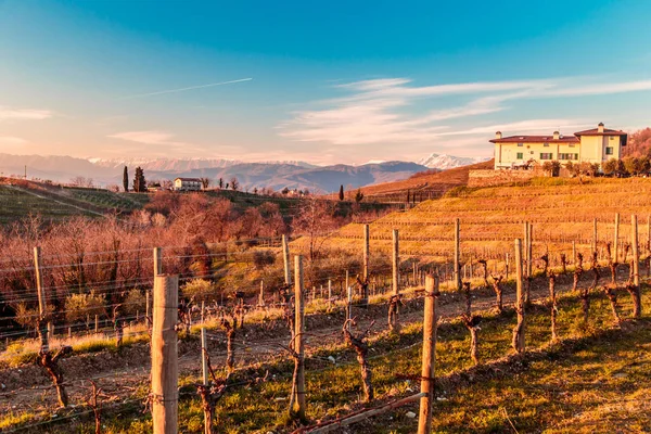 Zonsondergang in de wijngaarden van Rosazzo — Stockfoto