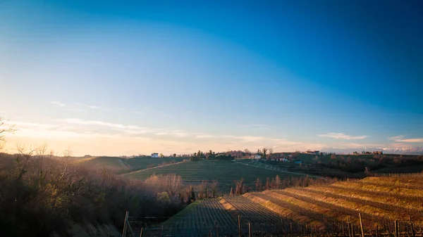 Rosazzo のブドウ園の夕日 — ストック写真