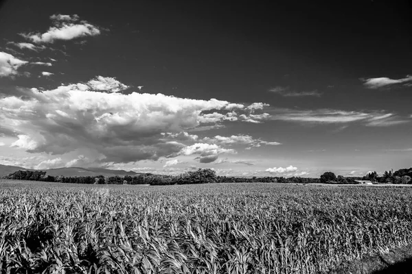 Día de verano en el campo italiano — Foto de Stock