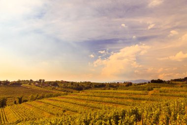 Rosazzo üzüm bağları gün batımı