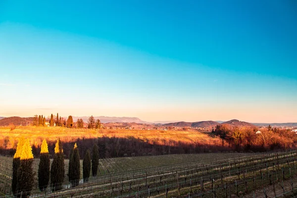 Puesta de sol en los viñedos de Rosazzo — Foto de Stock