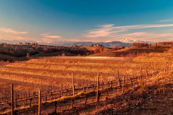 Puesta de sol en los viñedos de Rosazzo — Foto de Stock