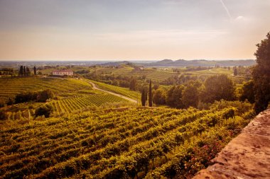 Rosazzo üzüm bağları gün batımı