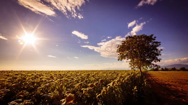 Sunflowers field in a summer day — Stock Photo, Image