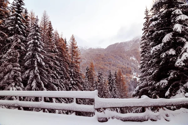 Primeira neve do inverno na madeira — Fotografia de Stock