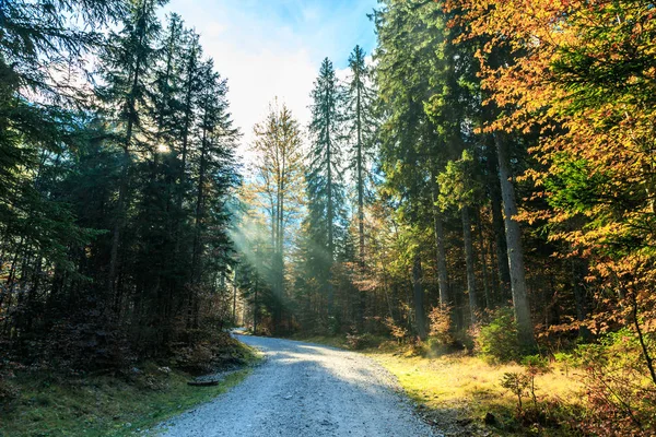 trekking path in an autumn day in the alps