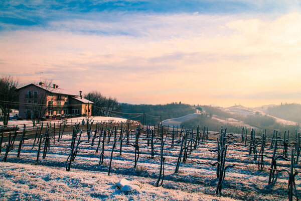 snowy morning in the vineyard
