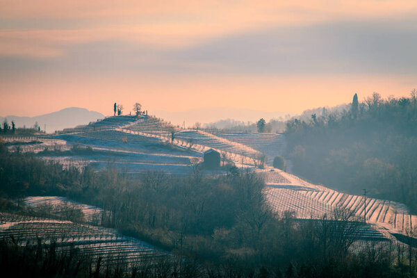 snowy morning in the vineyard