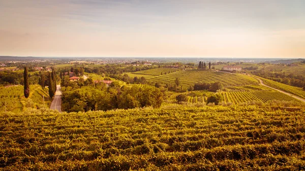 Sunset in the vineyards of Rosazzo — Stock Photo, Image