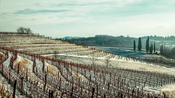 Snowy morning in the vineyard — Stock Photo, Image