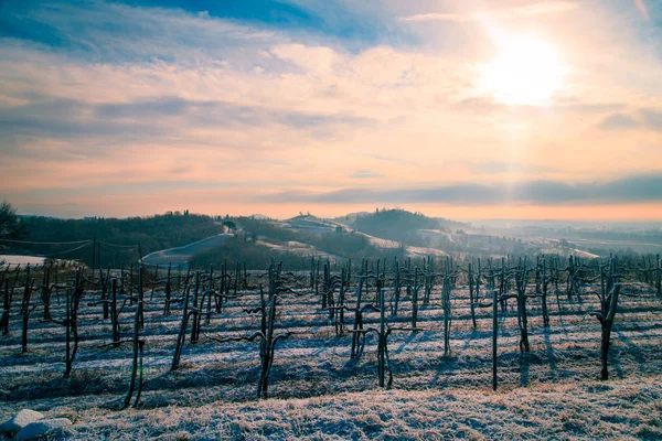 Mañana nevada en el viñedo — Foto de Stock