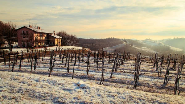 Snöig morgon i vingården — Stockfoto