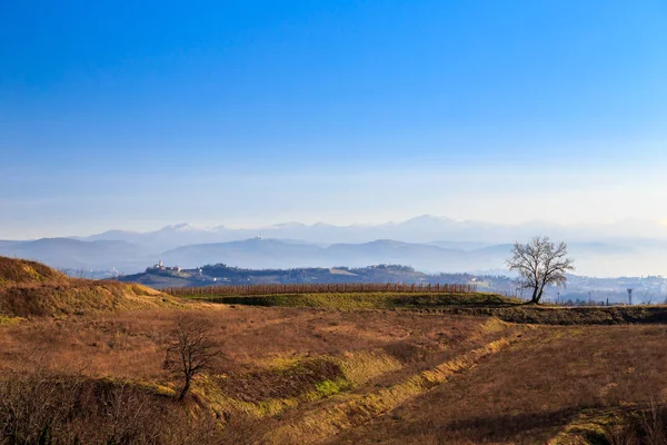 Gün batımı üzüm bağları Collio, İtalya — Stok fotoğraf