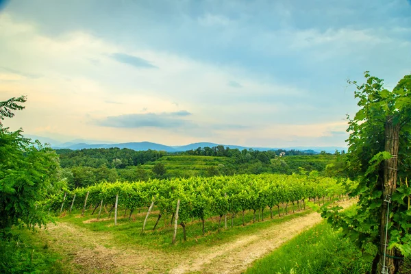 Storm over the vineyard — Stock Photo, Image