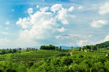 Rosazzo üzüm bağları gün batımı