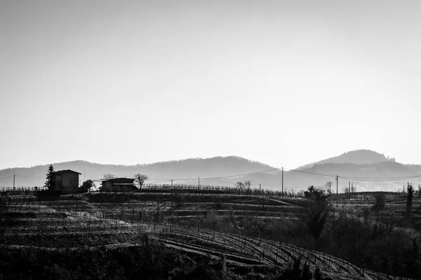 Зимовий ранок виноградниках Collio, Італія — стокове фото