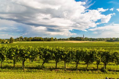Friuli Venezia Giulia üzüm bağları gün batımı