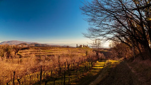 Pôr do sol nas vinhas de Collio, Itália — Fotografia de Stock