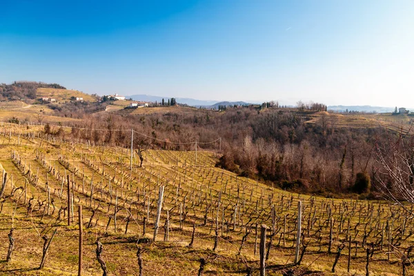 Winter morning in the vineyards of Collio, Italy — Stock Photo, Image