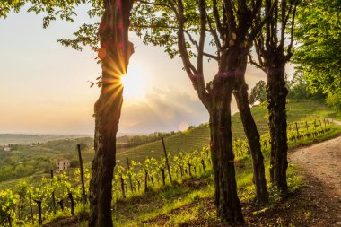 Üzüm bağları akşam fırtına