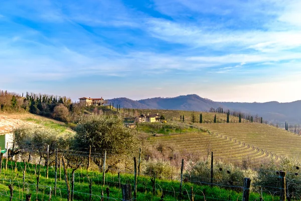 Tavaszi naplementét a szőlőültetvények a Collio Friulano — Stock Fotó