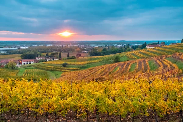 Herfst zonsondergang in de wijngaarden van Collio Friulano — Stockfoto