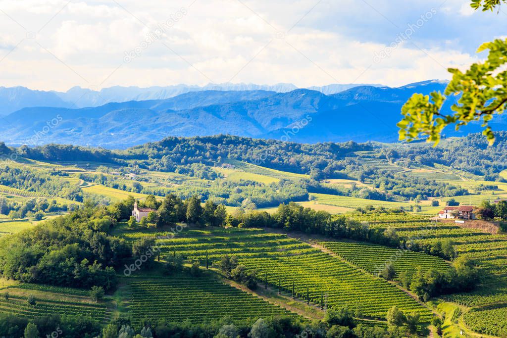 The beautiful vineyard of Collio, Friuli Venezia-Giulia, Italy