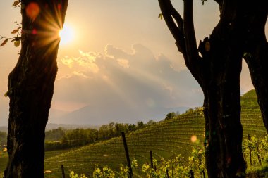 Friuli Venezia-Giulia, İtalya 'daki üzüm bağlarında fırtına