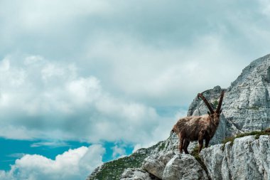 Julian Alplerinde Montasio Dağı 'nda Steinbocks, bir yaz günü.