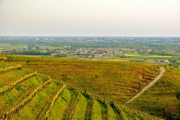 Tormenta Los Viñedos Friuli Venezia Giulia Italia — Foto de Stock