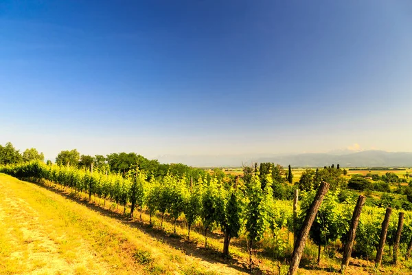 Los Viñedos Buttrio Día Verano Collio Friulano Udine Province Friuli — Foto de Stock