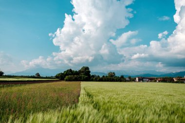 Bir bahar günü Friuli Venezia-Giulia tarlaları