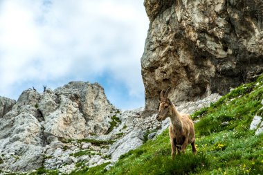 Julian Alplerinde Montasio Dağı 'nda Steinbocks, bir yaz günü.